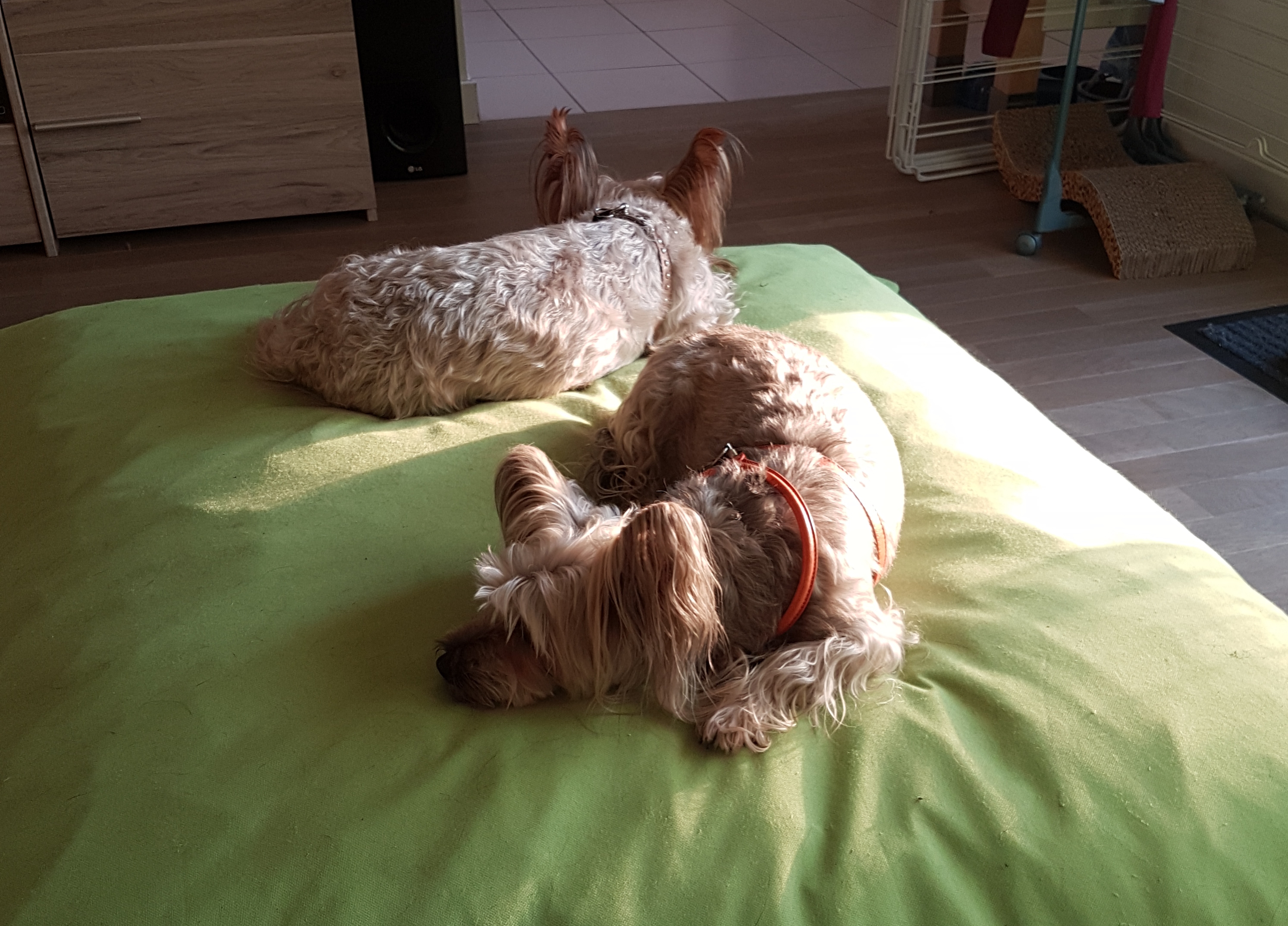 Elfy et Happy