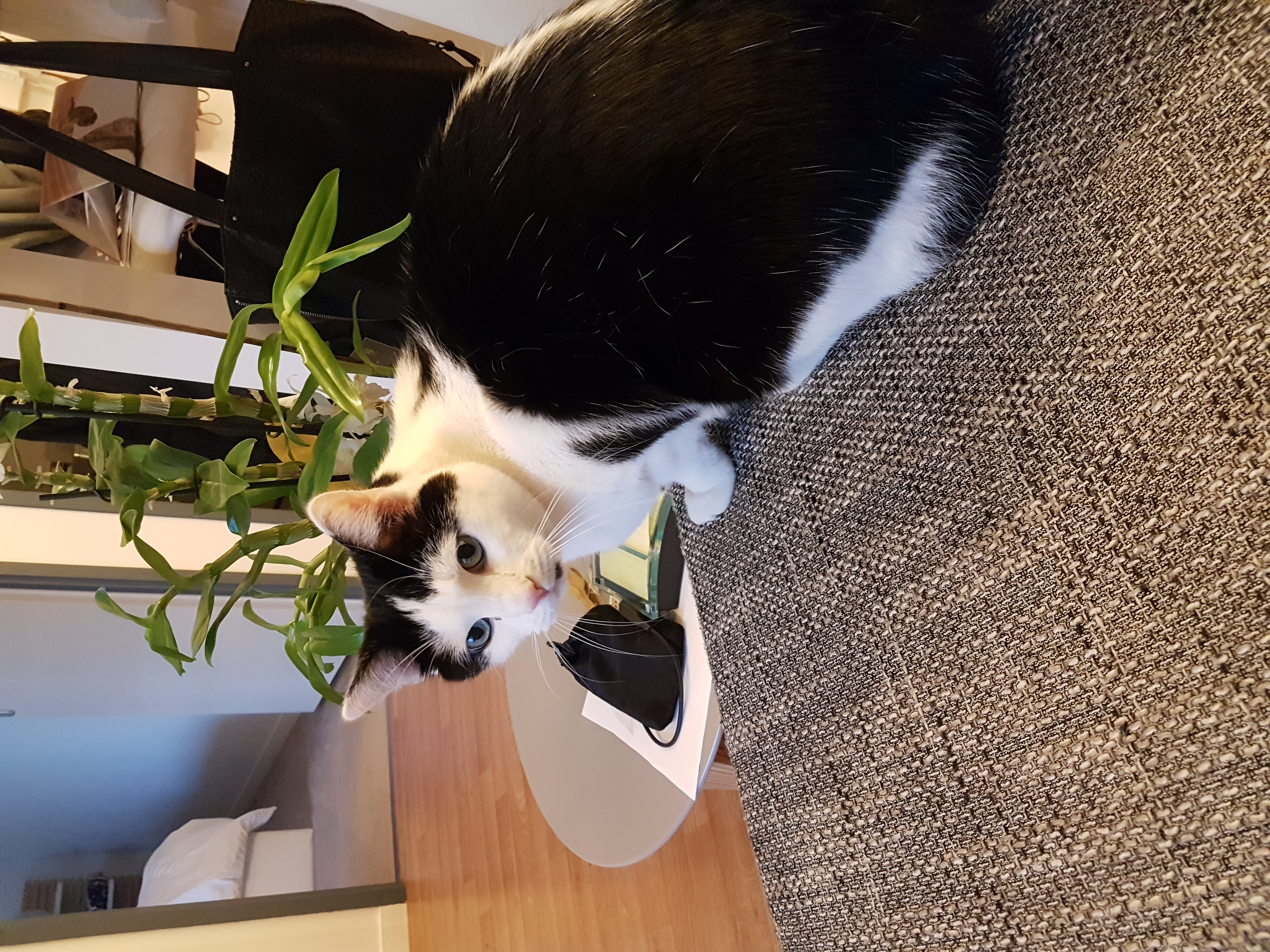 Mimi