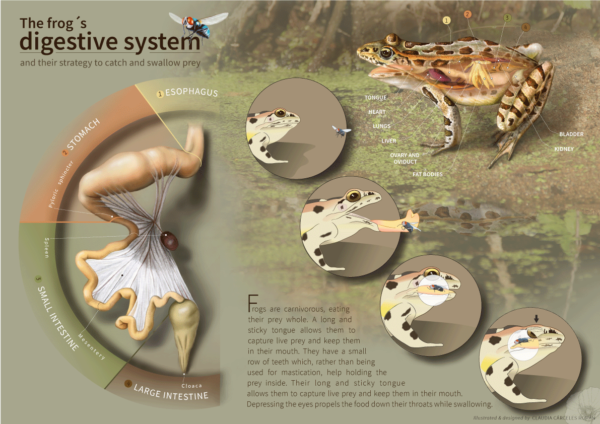 frog's digestive system