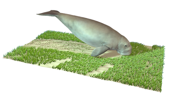 3D model of a dugong on a meadow