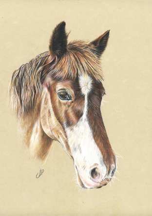 Show Horse, 2018