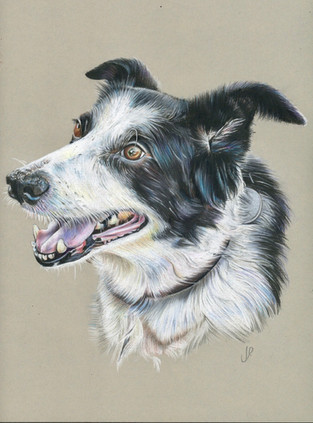 Collie, 2018