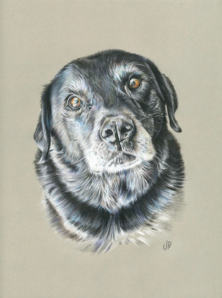Black Labrador, 2018