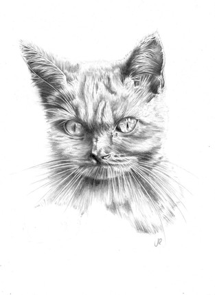 Kitten, 2019