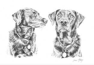 Two Black Labradors, 2019