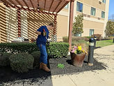 mulch