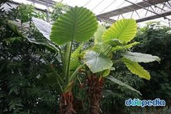 알로카시아-인터넷
