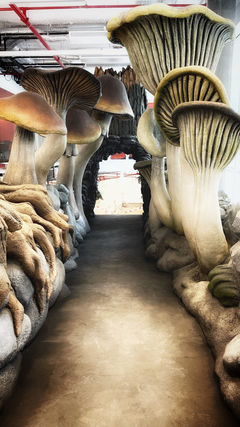 La forêt aux champignons magiques