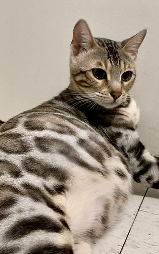 bengal queen
