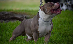 American Bully