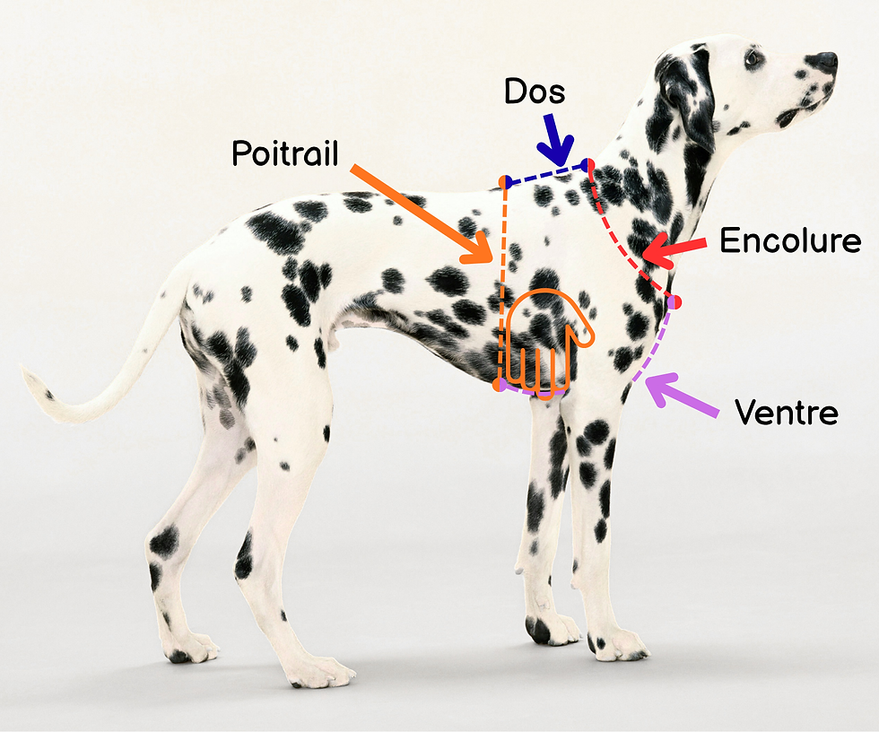 Prise de mesures d'un chien pour choisir un harnais adapté à sa morphologie.
