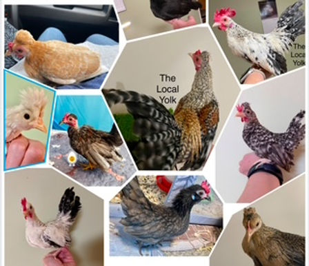 collage chickens.jpeg