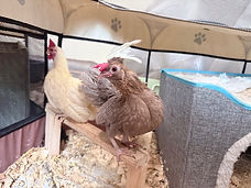 KikiRiki chickens