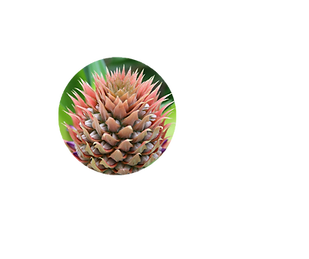 icona bromelina_edited.png