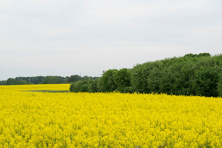 DSC_0018.jpg