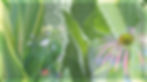 TenderGreen-OHWEB.jpg