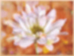 Passion-OHWEB.jpg