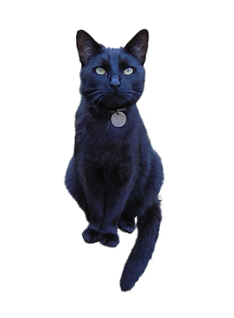 Rayne Hall - Sulu my cat