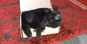 Rayne Hall – Sulu loved reading my books