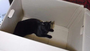 Rayne Hall – Sulu loved reading my books