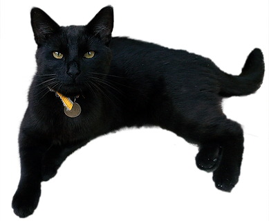 Rayne Hall - Sulu my cat