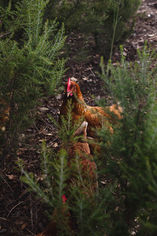 macérat poule terrasse valhalla-11.jpg