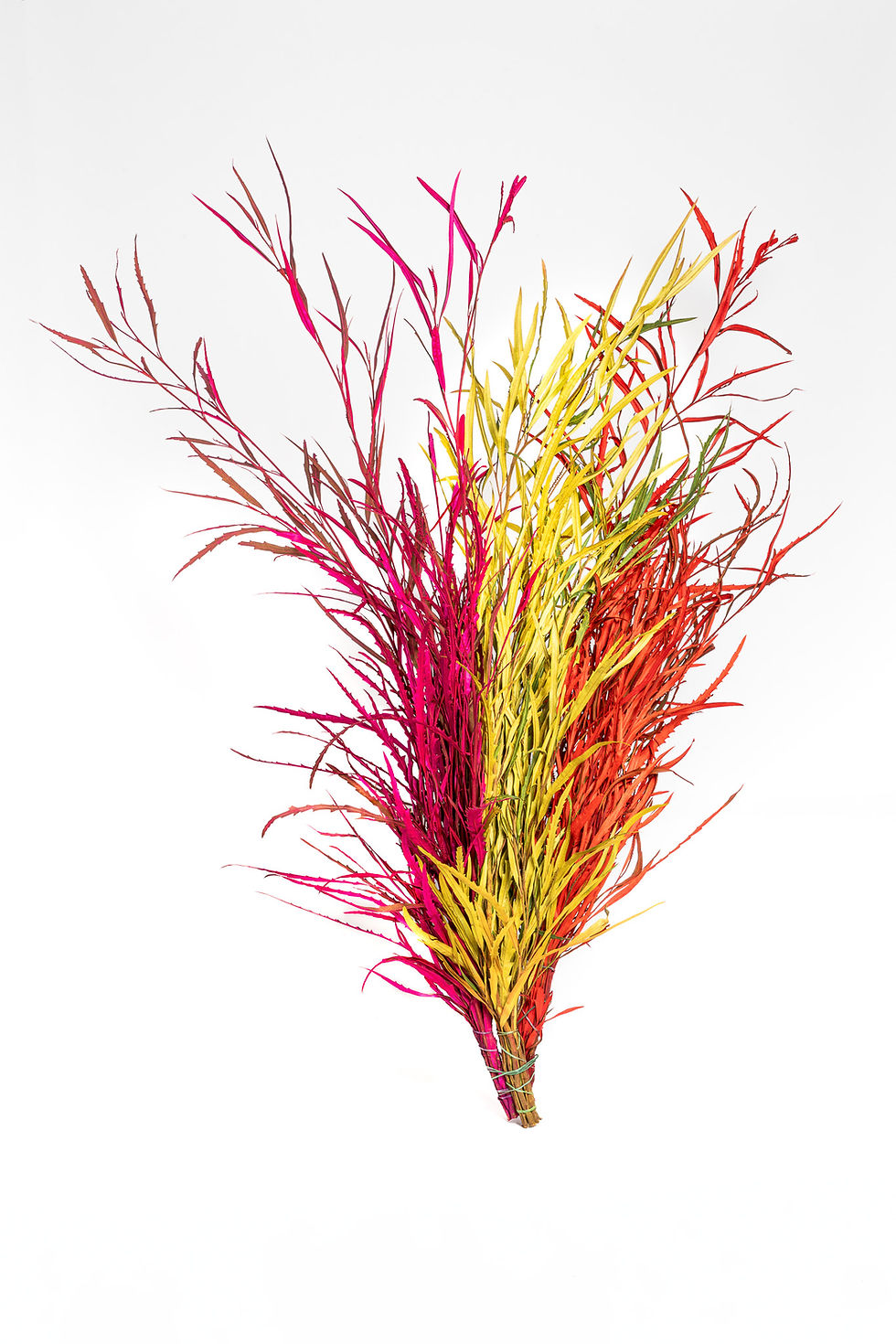 Miniatura: Grevillea colorata 3
