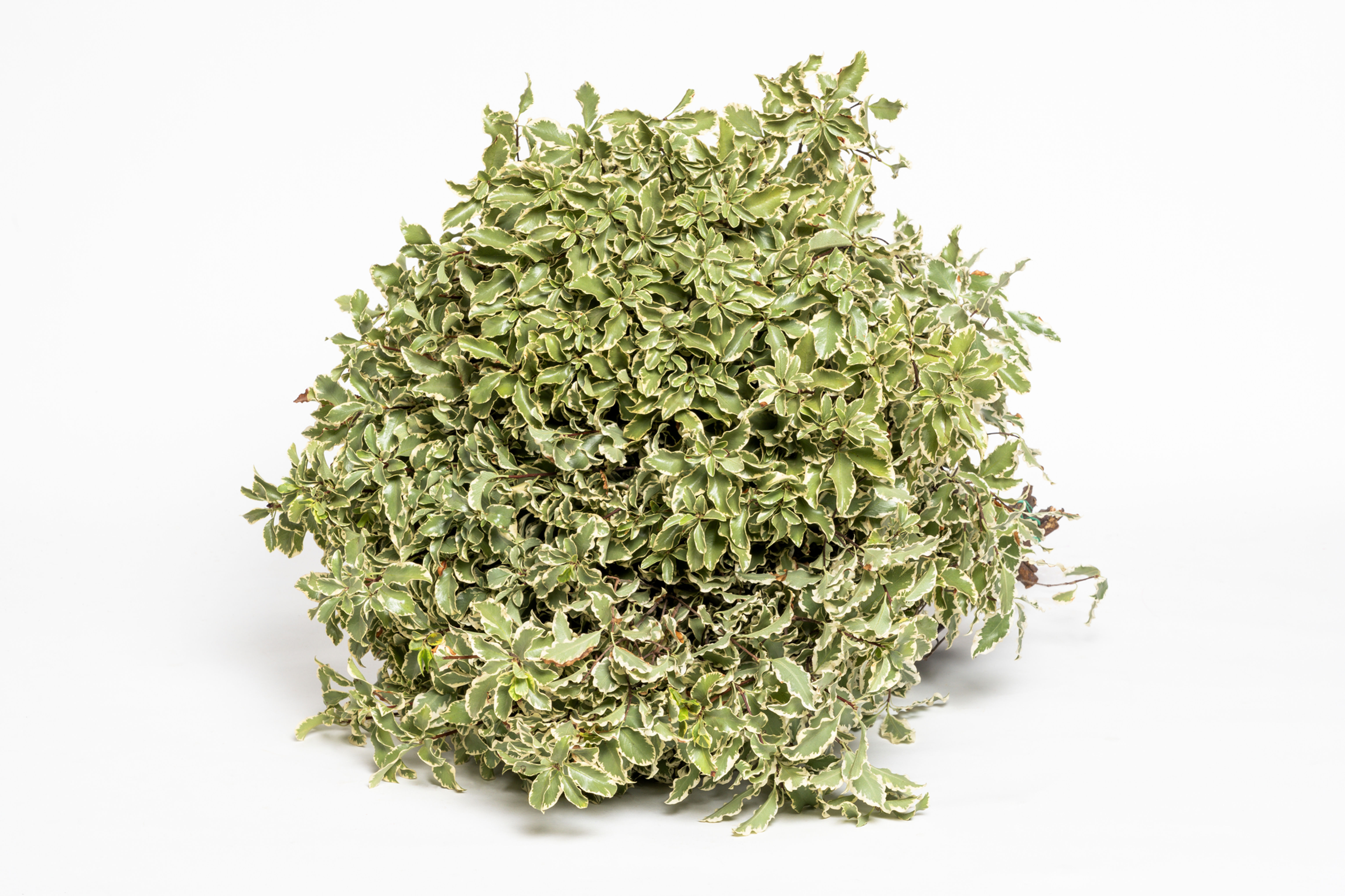 Pittosforo Nigra Variegato