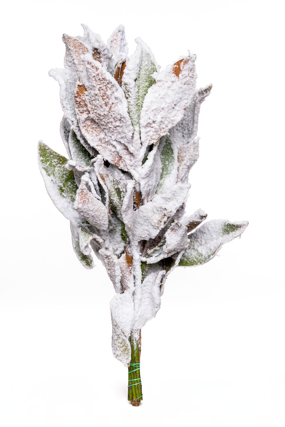 Miniatura: Magnolia innevata