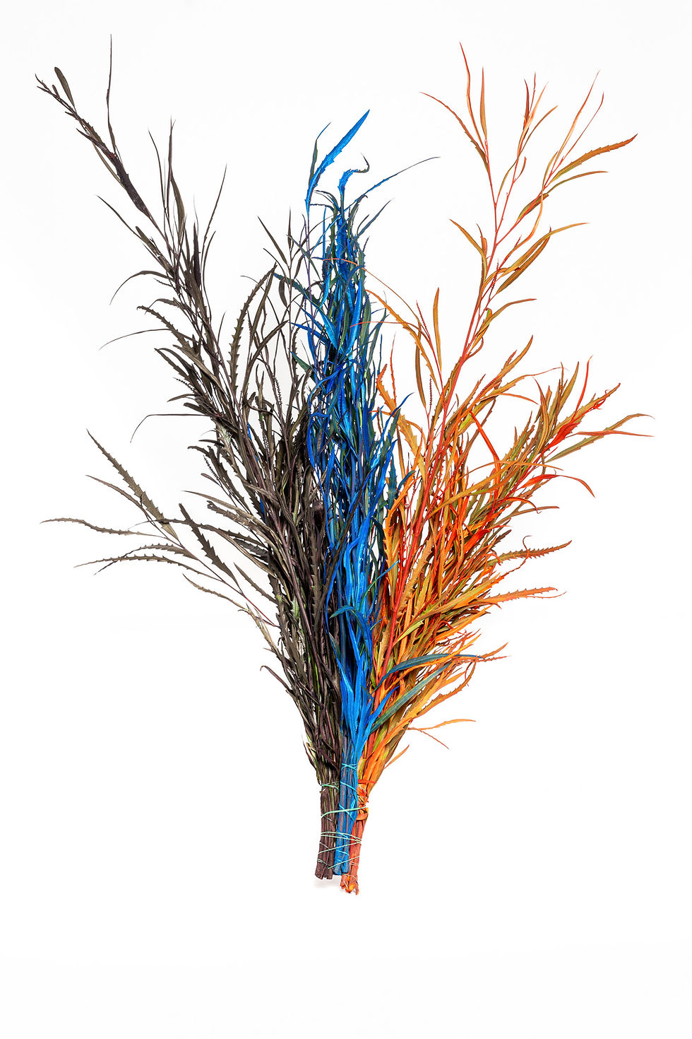 Miniatura: Grevillea colorata 2