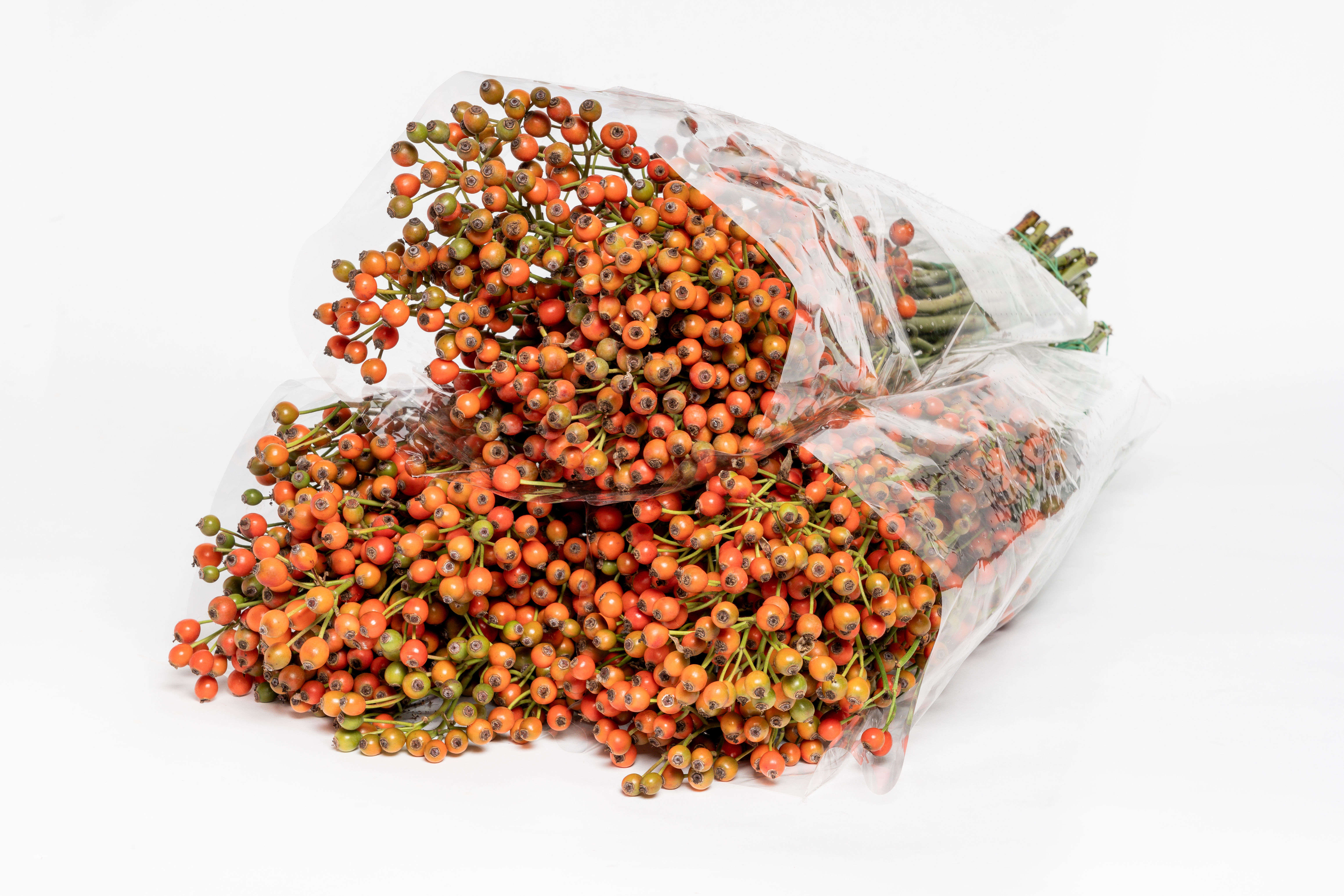 Bacche di Rosa Corallo