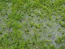 7 Facts - Can too much rain effect my lawn?