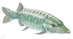 Esox-lucius_ElsaBugot2021