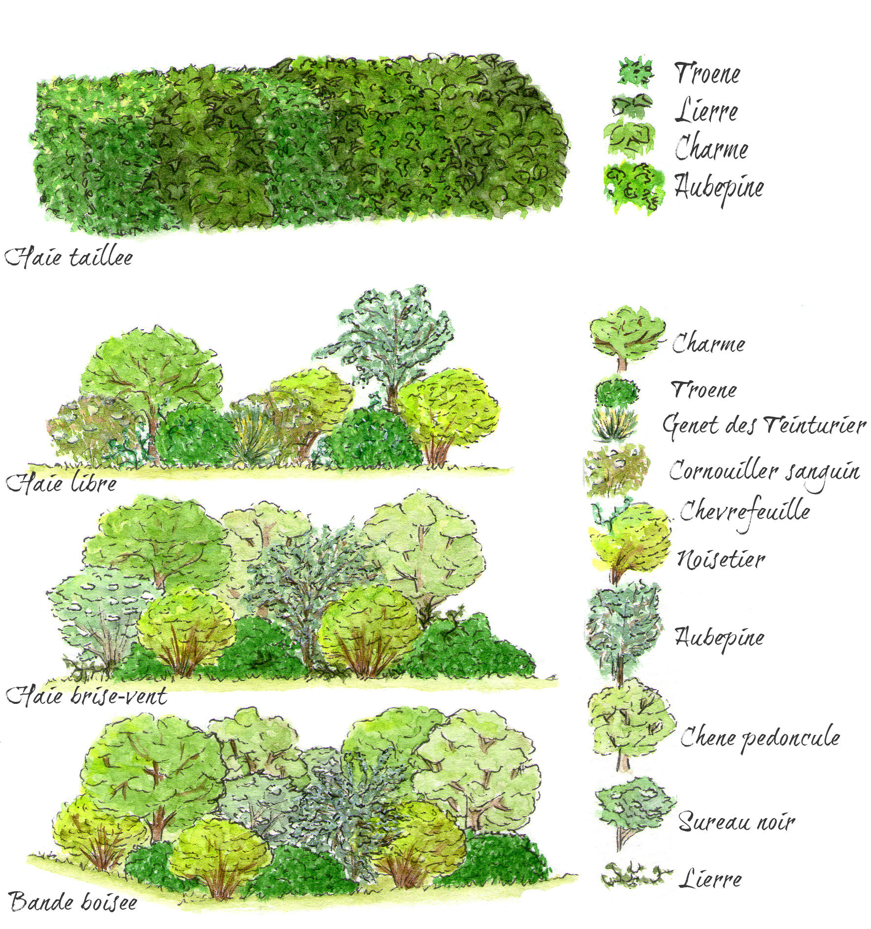 Schéma Différents types de haies