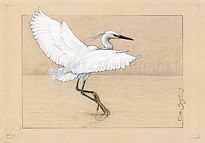 Egretta_garzetta_-_Déploiement_ElsaBugot