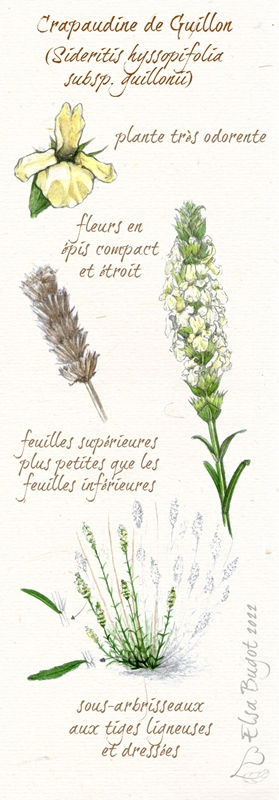 Miniature : Crapaudine de Guillon