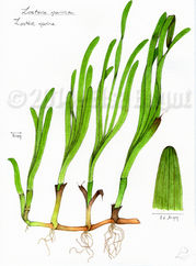 Zostera marina_copyright-Elsa-Bugot.jpg