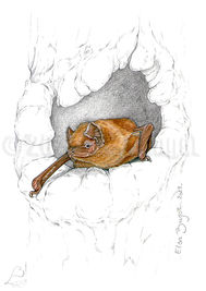 illustration illustrateur illustratrice dessin dessinatrice draw naturaliste scientifique
espèce faune nature science
Aquarelle watercolor
Noctula Noctule chiroptère bat
Bugot