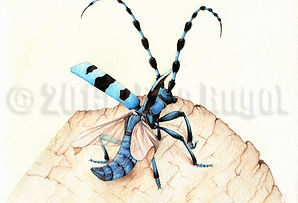 rosalia alpina_envol_copyright-Elsa-Bugot.jpg