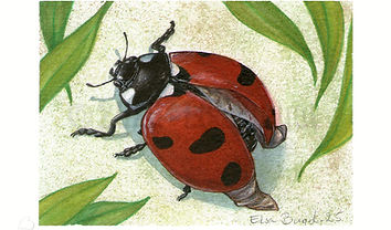 Coccinella septempunctata-MaudD_ElsaBugot25.jpg