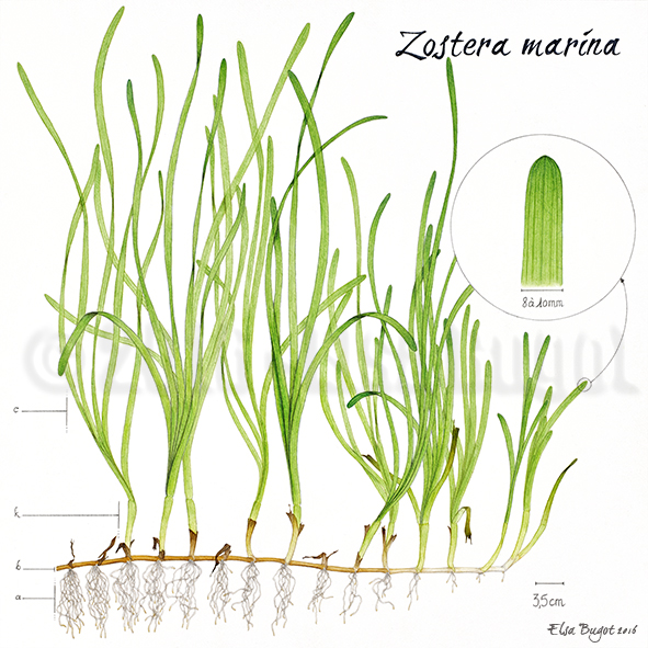 Zostère marine - Cycle reproduction