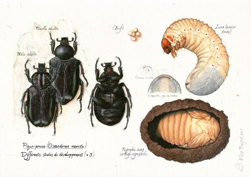 Miniature : Cartes postales - planches naturalistes
