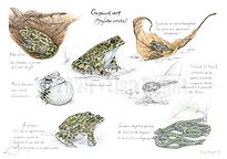 Bufotes viridis_ElsaBugot2023.jpg