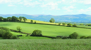 Field and mountains
