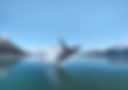 Whale glacier_AS_343767730-edit.jpg