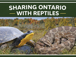 Sharing Ontario with Reptiles
