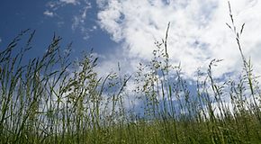 green grass under blue sky