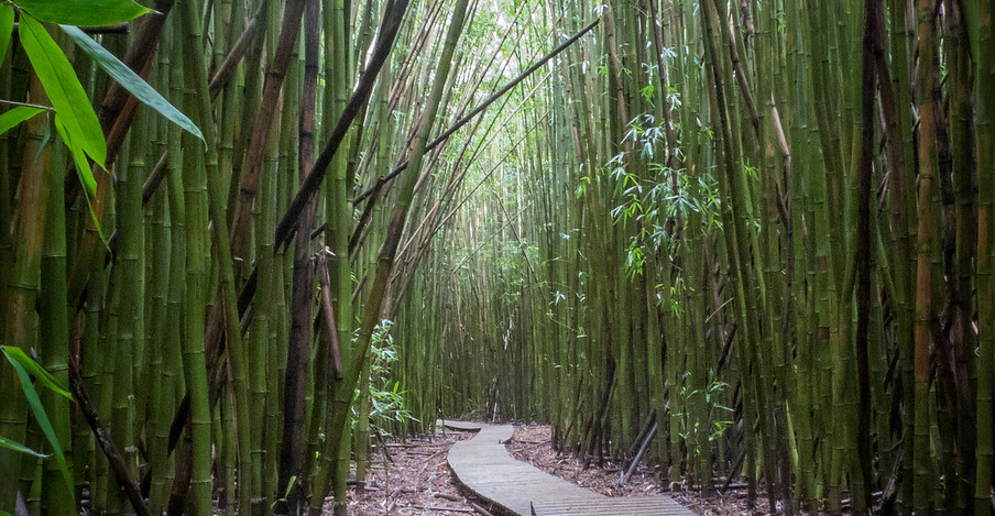 Bamboo Boardwalk.jpg