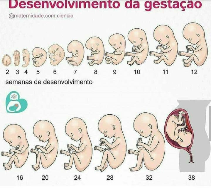 desenvolvimento fetal, bebê