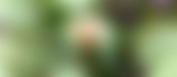 綿花の花が〜♪